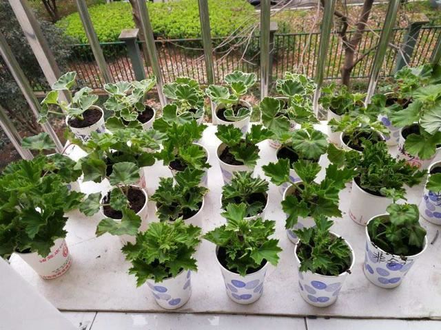 5种漂亮花，春天最容易扦插，沾土就成活，见光开大花
