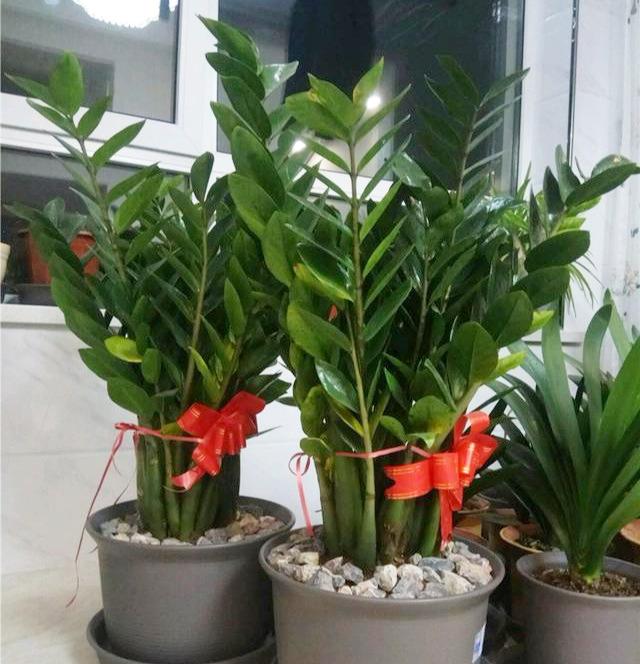 最耐旱的7种花，身上都带“大瘤子”，浇一次水，管一个月
