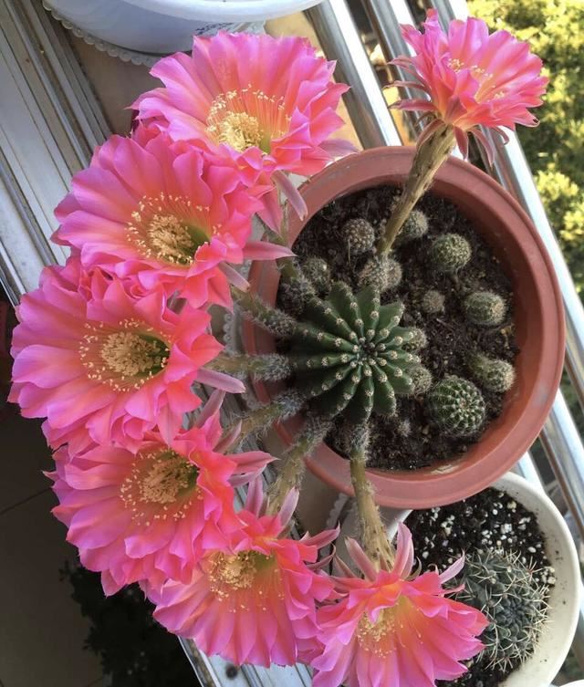 最耐旱的7种花，身上都带“大瘤子”，浇一次水，管一个月