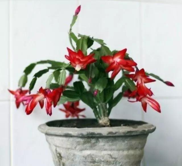 既漂亮又浓密，这4种花，1盆1年可变"百盆"，繁殖后代的"好机器"