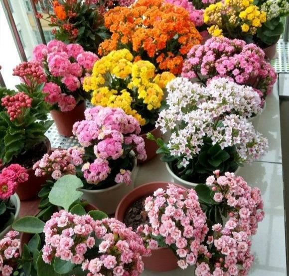 5种漂亮花，春天最容易扦插，沾土就成活，见光开大花