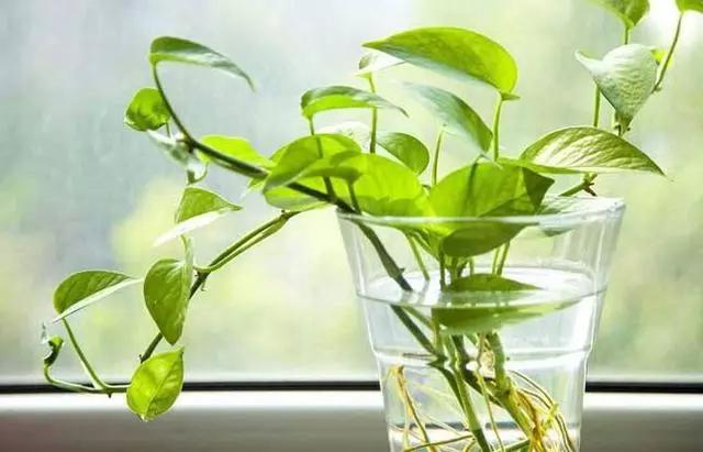 既漂亮又浓密，这4种花，1盆1年可变"百盆"，繁殖后代的"好机器"