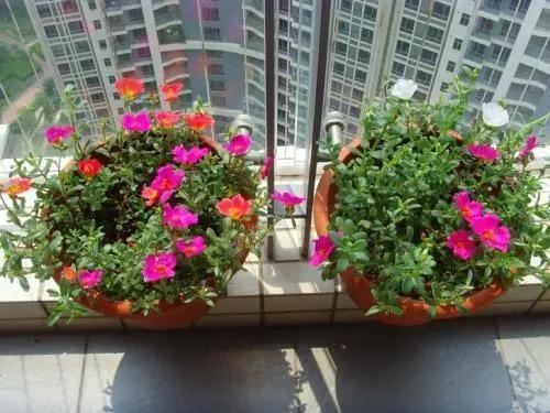 这三种花很高冷，你不理它才会开花旺，太关注反而不开花