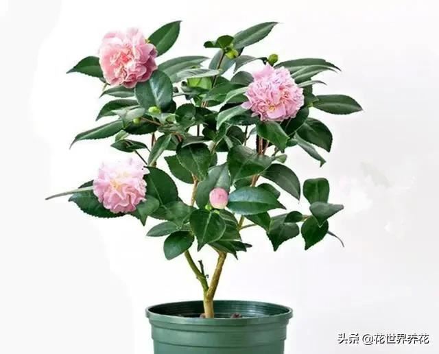 养茶花、栀子花、杜鹃花，常浇三种水，叶子油绿，满枝冒花苞