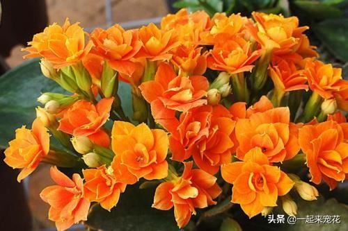 长寿花爱喝这2种肥水，四季不黄叶，花开一茬接一茬！