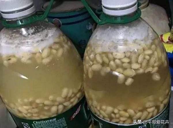 家里养栀子、茉莉，盆里加“2种肥”，注意这2点，根系壮、枝叶茂