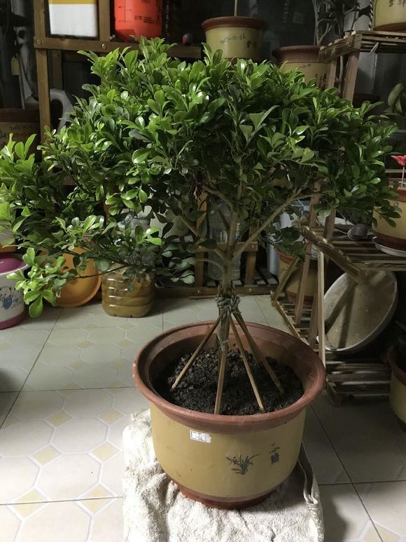 米兰花最怕换盆土，一换盆就死，叶子哗哗掉