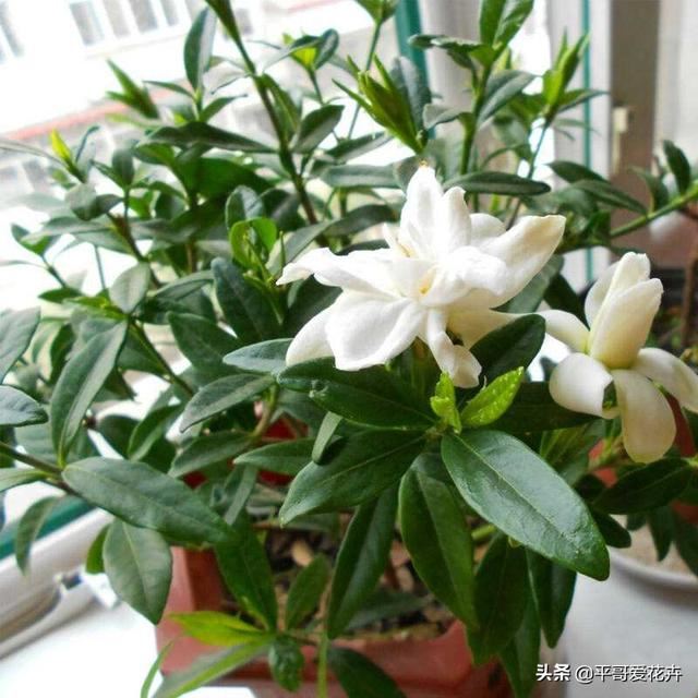 这3种花就喜欢喝“酸酸水”，1个月喂2次，叶片油绿，花大色艳！