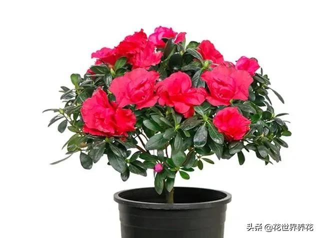 养茶花、栀子花、杜鹃花，常浇三种水，叶子油绿，满枝冒花苞
