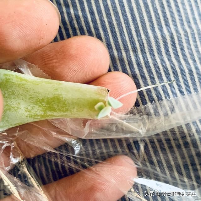 观花的多肉，花开成簇的长寿花，分享3个养护要点及4条注意事项