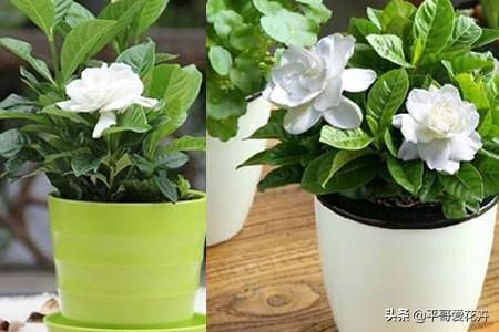 这3种花就喜欢喝“酸酸水”，1个月喂2次，叶片油绿，花大色艳！