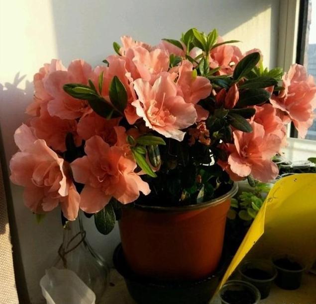家家都有的天然“有机营养液”，能促根壮、促叶绿、促花开更多