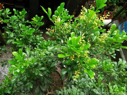 米兰花最怕换盆土，一换盆就死，叶子哗哗掉