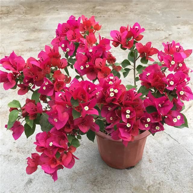 三角梅没养好，叶子发黄又掉蕾，先排查这4个原因，好解决