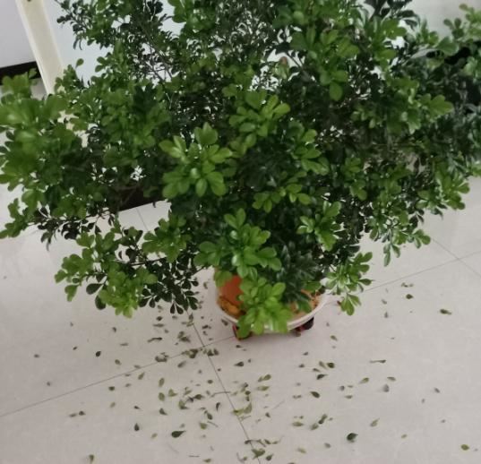 米兰花最怕换盆土，一换盆就死，叶子哗哗掉