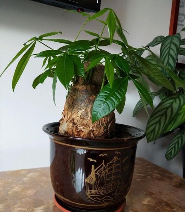 家家都有的天然“有机营养液”，能促根壮、促叶绿、促花开更多