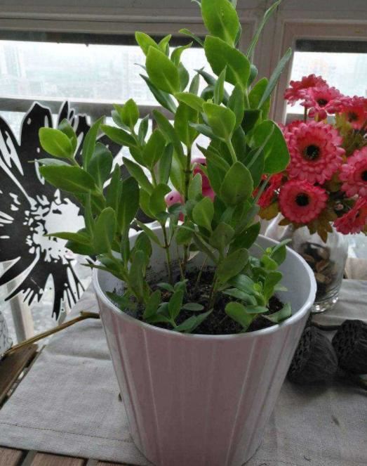 见到草木灰别再傻傻丢掉，用它做花肥，植株叶茂根肥、开花美