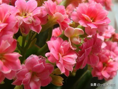 长寿花爱喝这2种肥水，四季不黄叶，花开一茬接一茬！