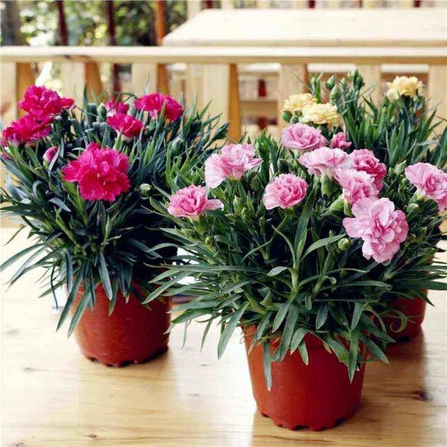 5种漂亮花，春天最容易扦插，沾土就成活，见光开大花