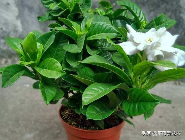 家里养栀子、茉莉，盆里加“2种肥”，注意这2点，根系壮、枝叶茂