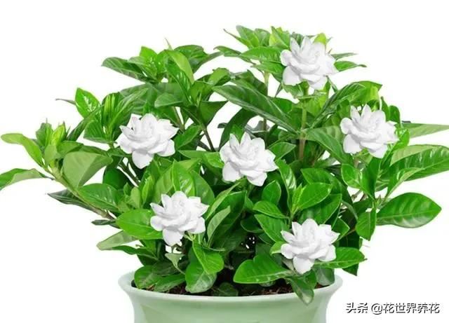 养茶花、栀子花、杜鹃花，常浇三种水，叶子油绿，满枝冒花苞