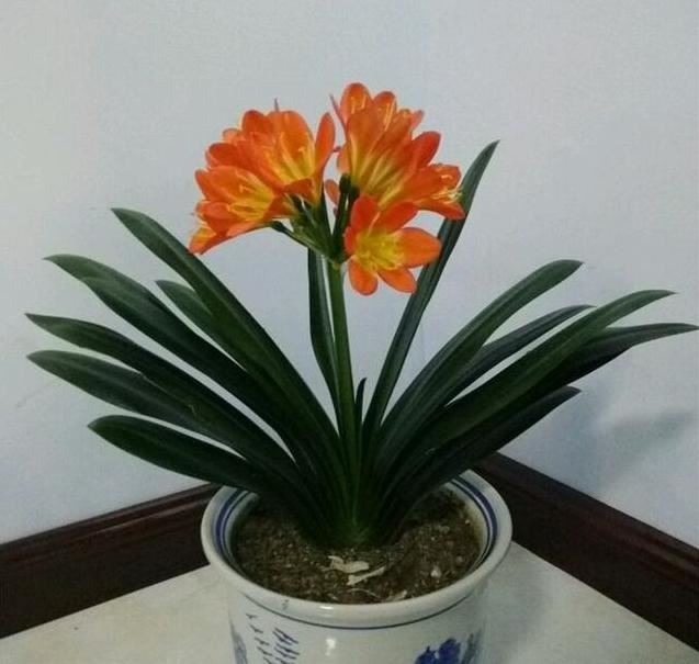 家家都有的天然“有机营养液”，能促根壮、促叶绿、促花开更多