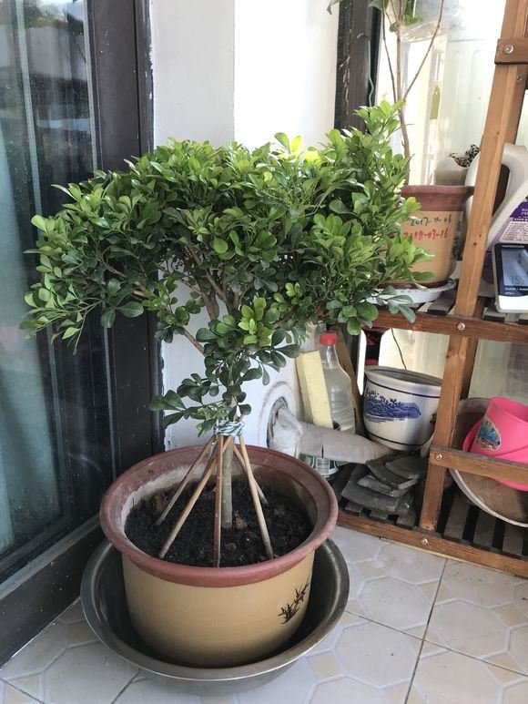 米兰花最怕换盆土，一换盆就死，叶子哗哗掉
