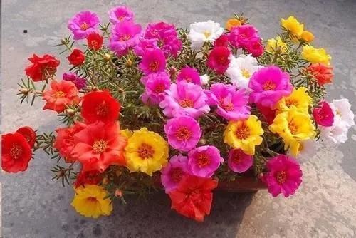 这三种花很高冷，你不理它才会开花旺，太关注反而不开花