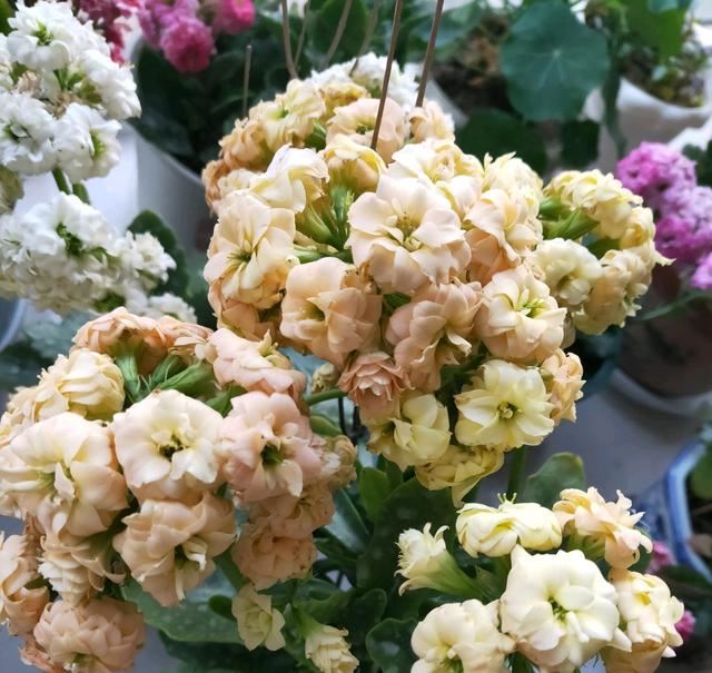开一次花的长寿花不再继续开花？多晒太阳勤修剪，花后修剪很关键