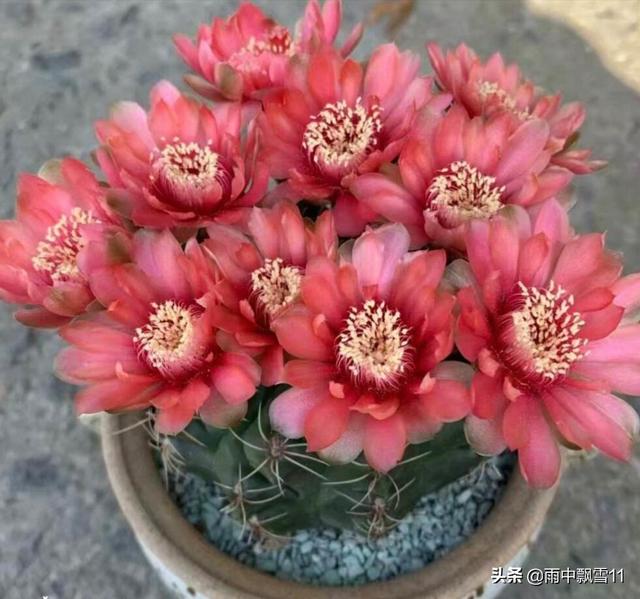 盆栽绯花玉，要想每年都开花，做好这5点，花开艳丽美如画
