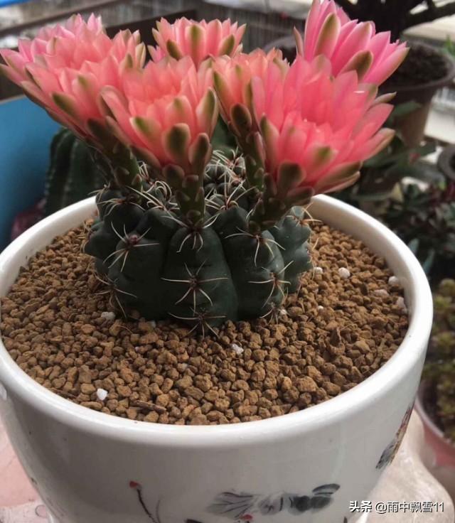盆栽绯花玉，要想每年都开花，做好这5点，花开艳丽美如画