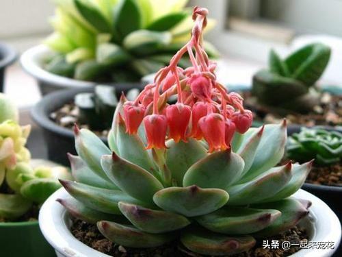 多肉植物开花不是好事，赶紧剪掉，不然植株徒长叶片瘦弱！