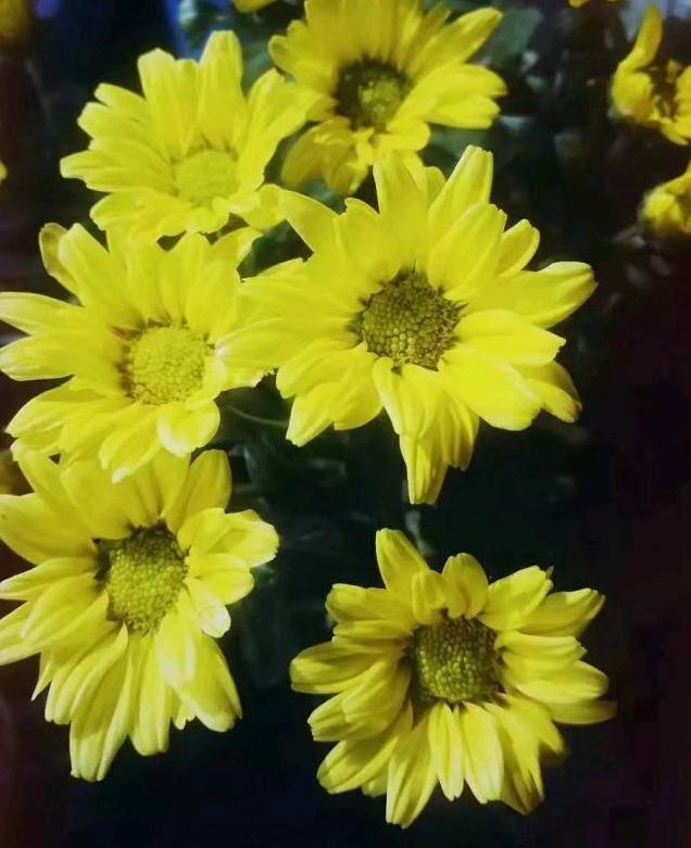 菊花浇水过多烂根怎么办？教你一招，这样去处理，问题轻松解决