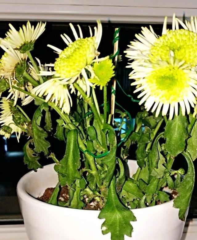 菊花浇水过多烂根怎么办？教你一招，这样去处理，问题轻松解决