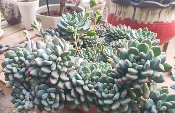 在家栽种多肉该怎么管理？满足3点需求，色泽艳丽、美得像花