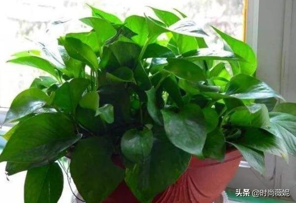 春天换盆后，花花草草不长个？学会这几招，枝叶蹭蹭长不停