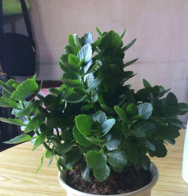 开一次花的长寿花不再继续开花？多晒太阳勤修剪，花后修剪很关键
