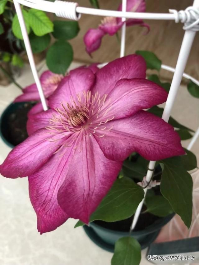 铁线莲现在换盆，开春长势猛，根系发达，新芽蹭蹭冒