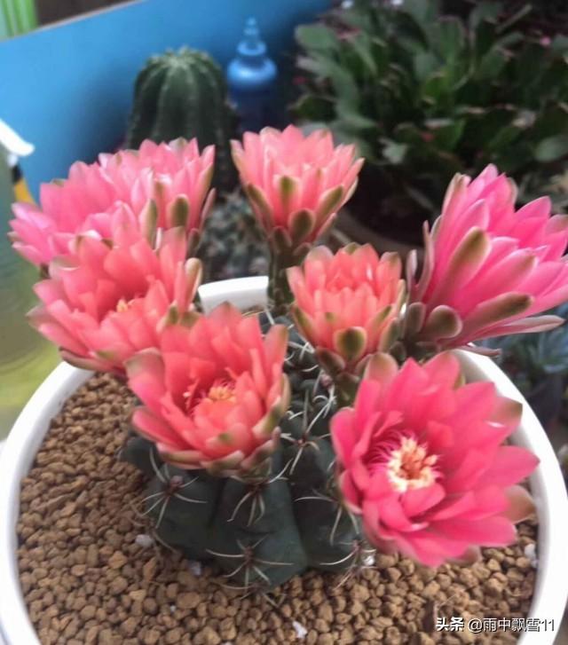 盆栽绯花玉，要想每年都开花，做好这5点，花开艳丽美如画
