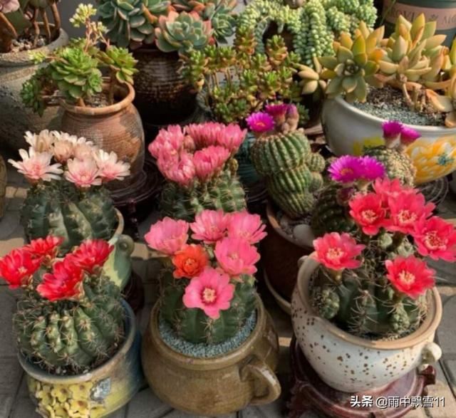 盆栽绯花玉，要想每年都开花，做好这5点，花开艳丽美如画