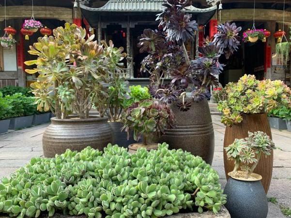 在家栽种多肉该怎么管理？满足3点需求，色泽艳丽、美得像花
