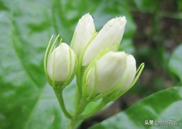 春天换盆后，花花草草不长个？学会这几招，枝叶蹭蹭长不停