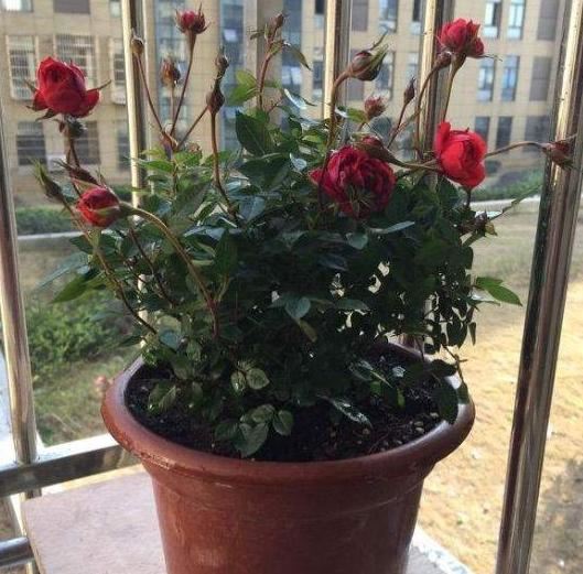 在家赏花放松身心，当首选盆栽蔷薇花，掌握3点好看又好养