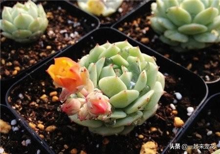 多肉植物开花不是好事，赶紧剪掉，不然植株徒长叶片瘦弱！
