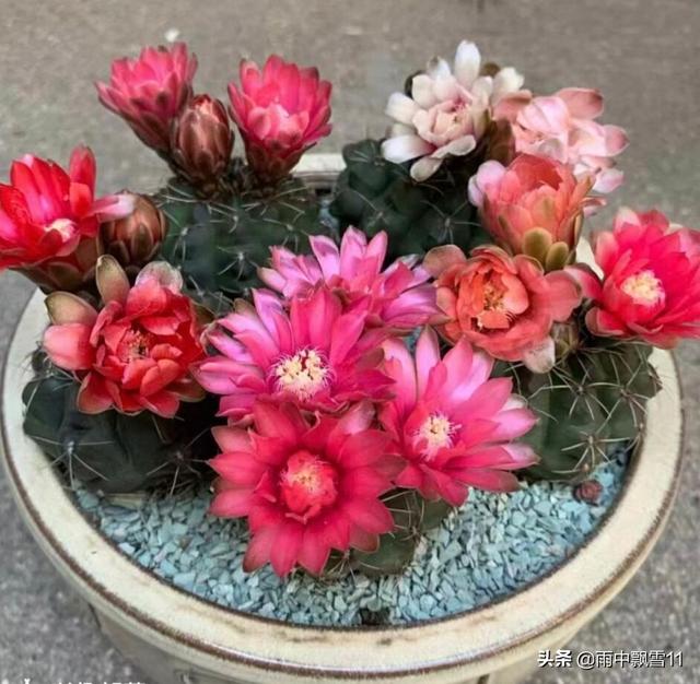 盆栽绯花玉，要想每年都开花，做好这5点，花开艳丽美如画
