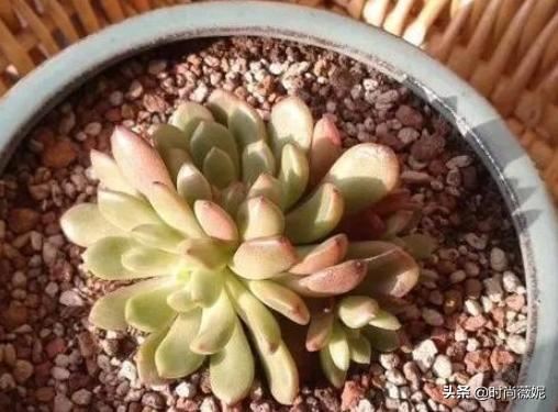 春天换盆后，花花草草不长个？学会这几招，枝叶蹭蹭长不停