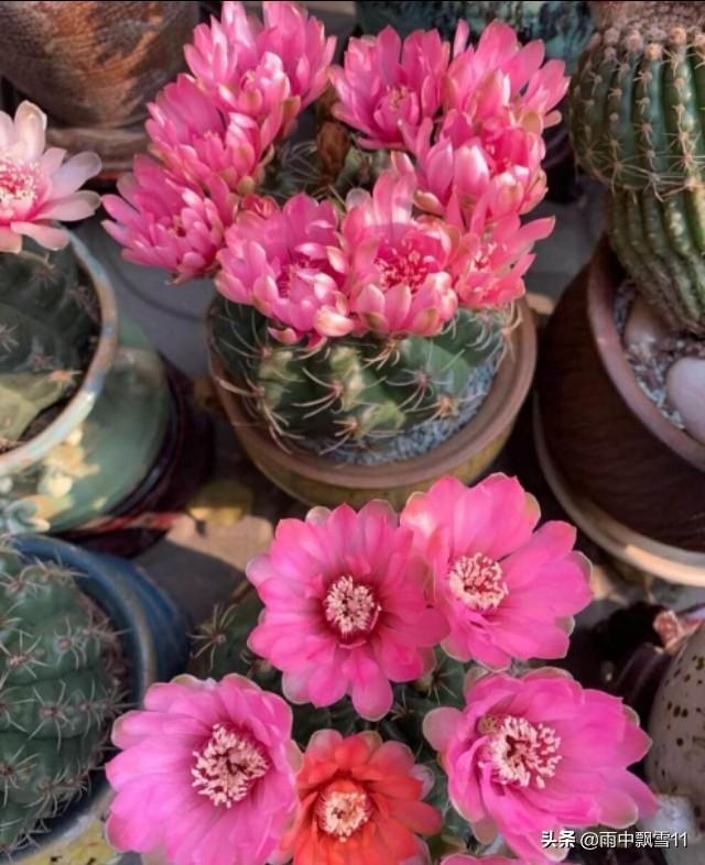 盆栽绯花玉，要想每年都开花，做好这5点，花开艳丽美如画