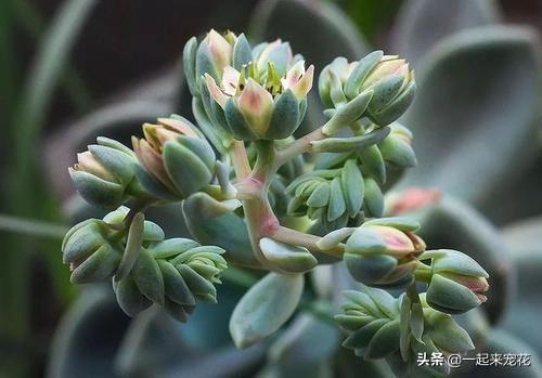 多肉植物开花不是好事，赶紧剪掉，不然植株徒长叶片瘦弱！