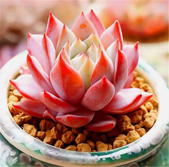 多肉总是养不好？那是因为你太勤快，懒一点，轻松养出好状态