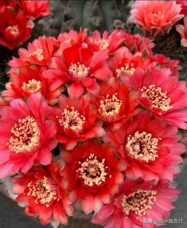 盆栽绯花玉，要想每年都开花，做好这5点，花开艳丽美如画